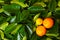 Calamondin citrus fruits
