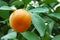 Calamondin Citrus Orange