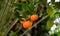 Calamondin fruits on tree, Citrofurtunella microcarpa