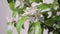 Calamondin orange tree blossom closeup zoomout. White fragrant flowers. Neroli in bloom.