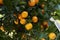 Calamondin shrub with ripe fruits