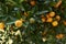 Calamondin shrub with ripe fruits