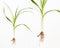 Calamus marsh with a root on a white background