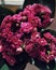 Calanchoe, pink calanchoe, calanchoe flowers