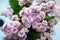 Calanchoe pink Flower Fresh, Spring flowers at home