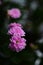 Calanchoe pink flowers Fresh, houseflower , wildflower flowers, green background