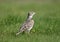 The calandra lark Melanocorypha calandra