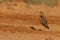 Calandra lark, a small steppe bird of the Alaudidae family in Zaragoza, Spain