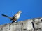 Calandria bird over concrete