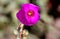 Calandrinia grandiflora, Rock Purslane