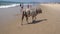 CALANGUTE, GOA, INDIA - JANUARY 02, 2019: Holy cow walks on the beach