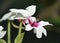 Calanthe \'Baron Schroder\' Orchid