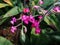 Calanthe cardioglossa Schltr Orchid in Thailand