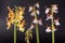 Calanthe discolor flower