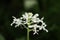 a Calanthe tripled, the nature concept image