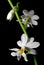 Calanthe vestica