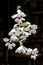 Calanthe Vestita (Phai Calanthe Krypta) orchid