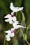 Calanthe \'William Murray\'