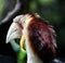 Calao or wreathed hornbill with red eye from Bali bird park Indonesia