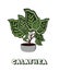 Calathea on cement flowerpot. Vector illustration.