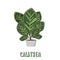 Calathea on cement flowerpot. Vector illustration.