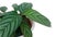 Calathea Ctenanthe is a genus of flowering plants. Isolated white background.