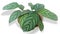 Calathea Ctenanthe is a genus of flowering plants. Isolated white background.