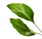 Calathea foliage, Exotic tropical leaf, Large green leaf, isolated on white background