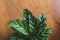 Calathea freddie close up of striped leaves