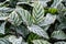 Calathea is a genus of plants belonging to the family Marantaceae