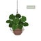 Calathea houseplant in a hanging metal wire planter pot holder