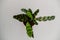 Calathea Lancifolia Rattlesnake Plant