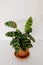 Calathea Lancifolia Rattlesnake Plant