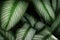Calathea Leaves in Dark Tone Color as Natural Abstract Texture Background