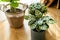 Calathea makoyana (known as peacock calathea, the peacock plant, prayer plant) in flower pot