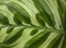 Calathea makoyana leaf closeup