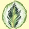 calathea medallion marantaceae species plant eps file vector illustration by berlansdwg