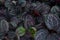 Calathea Medallion, a multicolored plant with colorful leaves. prayer plant on natural light background