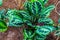 Calathea medallion, rose painted prayer plant, popular tropical specie from Brazil, America