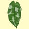 calathea musaica marantaceae species plant eps file vector illustration by berlansdwg