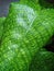 Calathea musaica `Network` leaf.