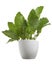 Calathea musaica `Network` plant, Calathea musaica in white pot, Exotic tropical shrubs, isolated on white background with clippin