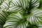 Calathea Orbifolia close up