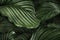 Calathea Orbifolia green natural leaves background