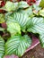 Calathea Orbifolia ornamental plant.  It has broad, green and white leaves.  suitable for home and garden decoration