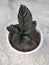 Calathea ornamental plants are beautiful for display at home