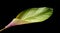 Calathea ornata Pin-stripe Calathea leaves, tropical foliage isolated on black background