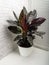 Calathea ornata sanderiana is a genus of flowering plant