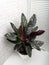 Calathea ornata sanderiana is a genus of flowering plant