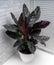 Calathea ornata sanderiana is a genus of flowering plant